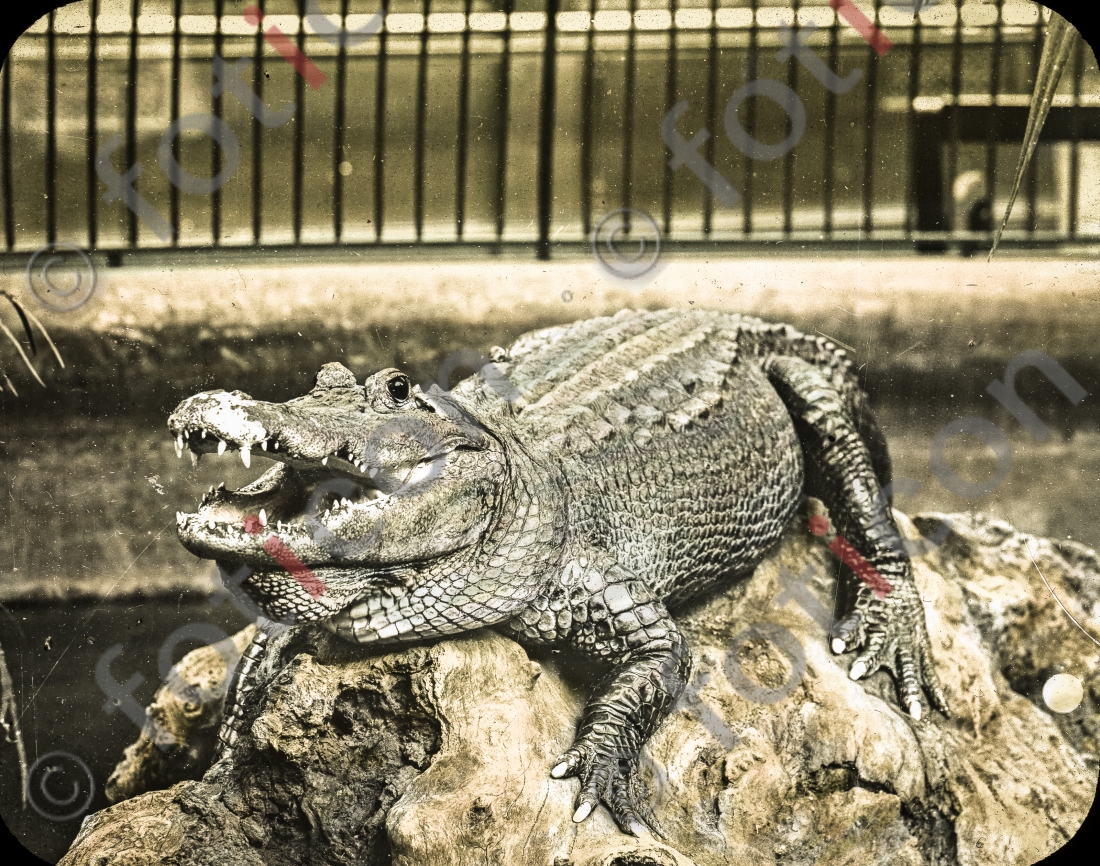Krokodil | Crocodile - Foto foticon-simon-167-078.jpg | foticon.de - Bilddatenbank für Motive aus Geschichte und Kultur